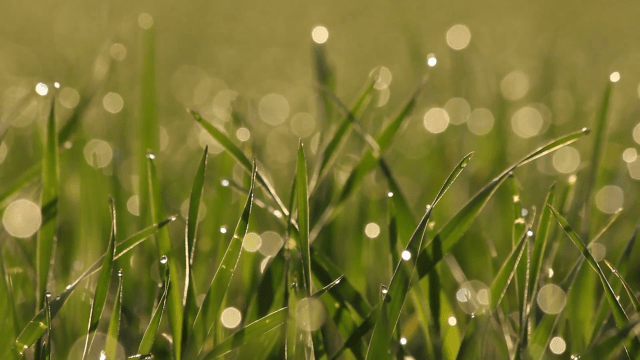 close-up-of-droplets-of-dew-in-the-grass-headlight-in-the-morning_v_em4y27he__F0000